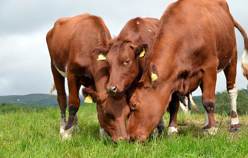 Veterinærvakt i Os og Tolga kommuner